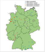 <strong>Abb. 4: </strong>Karte mit Wildsellerie-Vorkommen, die im Zuge des Projektes genetisch analysiert werden. Blattproben wurden in folgenden Bundesländern gezogen:A. graveolens (SH = Schleswig-Holstein, MV = Mecklenburg-Vorpommern, BB = Brandenburg, ST = Sachsen-Anhalt, NI = Niedersachsen, NW = Nordrhein-Westfalen, HE = Hessen, BW = Baden-Württemberg),H. repens (MV, BB, ST, NI, NW, BY=Bayern),H. nodiflorum (NW, HE, RP=Rheinland-Pfalz) undH. inundatum (SH, ST, NI, NW). Map of wild celery occurrences which will be genetically analysed during the projects lifetime. Leaf samples were taken in the following “Länder (federal states): A. graveolens (SH = Schleswig-Holstein, MV = Mecklenburg-Vorpommern, BB = Brandenburg, ST = Sachsen-Anhalt, NI = Niedersachsen, NW = Nordrhein-Westfalen, HE = Hessen, BW = Baden-Würtemberg), H. repens (MV, BB, ST, NI, NW, BY = Bayern), H. nodiflorum (NW, HE, RP = Rheinland-Pfalz) and H. inundatum (SH, ST, NI, NW).