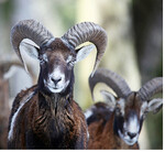 Ist die vorgesehene Ausrottung des Muffelwildes im Nationalpark gerechtfertigt?