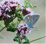 Die Bestände des Hauhechelbläulings (Polyommatus icarus) gehen stark zurück.
