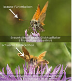 Abb. 5: Mit geeignetem Bildmaterial und Kennzeichnungen bestimmungsrelevanter Merkmale lassen sich Hilfsmittel für die Bestimmung und zum Kennenlernen von Arten erstellen.