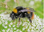 Abb. 6: Bei den Hummeln sind in vielen Fällen Spezialkenntnisse unabdingbar, um eine Artbestimmung durchführen zu können. So wird beispielsweise die hier gezeigte Wiesenhummel (Bombus pratorum ) gelegentlich mit der Steinhummel (Bombus lapidarius ) verwechselt.