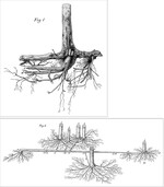 Abb. 7: Fig. 1: Wurzelwerk einer ausgegrabenen Absenkerpflanze (Ramet), die von einer abgesenkten Rotbuchengerte getrennt wurde. Fig. 2: Ausgegrabene Absenkergruppe mit sechs Absenkerpflanzen. Durchmesser der einzelnen Absenkerpflanzen in 130 cm Höhe (BHD): 1 = 12,2 cm; 2 = 7,3 cm; 3 = 12,2 cm; 4 = 12,2 cm; 5 = 14,6 cm; 6 = 9,7 cm. Der Mutterstamm ist 6,1 m lang, der Durchmesser bei 1,3 m beträgt 6,1 cm (1" = 29,2 cm, 1"" = 2,43 cm). Lithographien aus Burckhardt (1857)