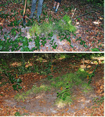 Abb. 8: Diese junge Rotbuche wurde gemäß dem bei Burckhardt (1857) beschriebenen Verfahren abgesenkt, mit Holzhaken fixiert und dann mit Grassoden belegt. Die Zahlen markieren die Zweige, aus den zukünftig vier einzelne Absenkerpflanzen (Rameten) hervorgehen werden (vgl. Abb. 7, Fig. 2). Großer Kellenberg im Wiehengebirge bei Melle-Markendorf, Juli 2018.