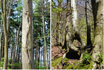 Abb. 9: Struktur- und Baumartenvielfalt im Kleinprivatwald bei Hilter am Teutoburger Wald. a) Rotbuche als Habitatbaum mit Stammhöhlen, b) von links: Stieleiche, Rotbuche (mit Loch, hervorgegangen aus Stockausschlag), Sandbirke, Eberesche.