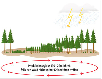 Abb.1: Die Missachtung desKontinuums aus Raum und Zeit ist im standortgerechten Altersklassenwald systembedingt. Biotische und abiotische Kalamitten sind sein kulturelles Begleitphnomen. Der Alterklassenwald ist ein Beispiel frBad forestry (aus: Bode 2017 nach Bode 2015).