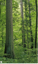 Abb. 6: Dauerwälder mit Buche und Fichte (ca. 110-jährig) sind besonders ertragreich und jedem Waldbesitzer aus der Überführung von Fichtenmonokulturen auf einfache Art und Weise möglich. Regelmäßig genügt nach einer starken Durchforstung ein Zaun und die Einbringung einer Laubstreusaat unter die Fichte.