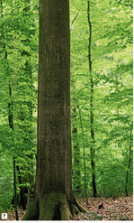 Abb. 7: Buchen-Plenterwald (ca. 120- jährig), der Plenterwald ist eine Waldbetriebsform, die alle Kriterien von Möllers Dauerwaldidee erfüllt, er ist also ein Dauerwald.