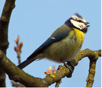 Blaumeisen sind mit ihrem blau-gelben Federkleid unverwechselbar.