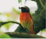 Der Gartenrotschwanz ernährt sich vorwiegend von Insekten.