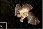 5 Braunes Langohr (Plecotus auritus) in einem Netz. Feststellung von Geschlecht, Alter und Reproduktionsstatus ist nur über Tiere in der Hand möglich.