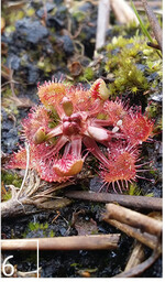 6  Auch Sonnentau (Drosera rotundifolia) ist vereinzelt zu finden.