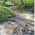 Steiniger, kalkreicher Mittelgebirgsbach