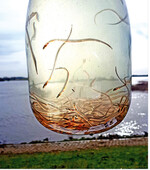 Glasaale sind die durchscheinenden Jungetiere des Europäischen Aals. Ihre dunkle Pigmentierung erhalten sie erst später.