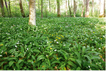 Abb. 1: Brlauch-Dominanz mit weiteren Frhjahrsgeophyten (unter anderemAnemone ranunculoides ) am Fu der Niederterrasse in derAlliumursinum-Fagus-sylvatica -Gesellschaft.