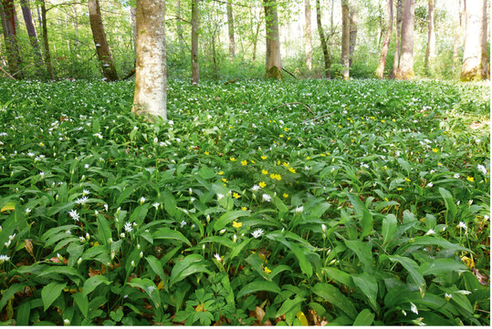 Abb. 1: Brlauch-Dominanz mit weiteren Frhjahrsgeophyten (unter anderemAnemone ranunculoides ) am Fu der Niederterrasse in derAlliumursinum-Fagus-sylvatica -Gesellschaft.
