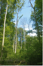 Abb. 2: Blick in eine typische Bestandeslücke nach dem Absterben von Eschen in derConvallaria-majalis-Quercus-robur -Gesellschaft.