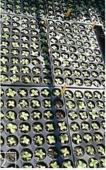 2 Die Vermehrung für die Wiederansiedlung findet in Multitopfplatten statt. Gepflanzt wird ganz traditionell mit Pflanzkelle oder Spaten.