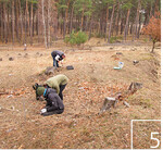 5 Populationsstützung der Grauen Skabiose (Scabiosa canescens) im Naturpark Dahme-Heideseen in Brandenburg.