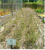 9 Erhaltungskultur der Grauen Skabiose (Scabiosa canescens) im Botanischen Garten der Universität Potsdam. Leider werden Forschungsfragen rund um die Neu- oder Wiederbesiedlung von Standorten nicht gefördert. Dadurch können wichtige Fragen zur Veränderung des Genpools einer Population nicht untersucht werden.