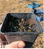 10 Die Jungpflanzen, wie von diesem Lungen-Enzian (Gentiana pneumonanthe), wirken zum Zeitpunkt der Ausbringung oft noch unscheinbar.