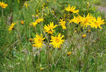  Abb. 1: Viele Populationen der Echten Arnika(Arnica montana) weisen eine Aussterbeschuld auf, da aufgrund des Mangels an offenen Bodenstellen kaum noch generative Vermehrung erfolgt. 
