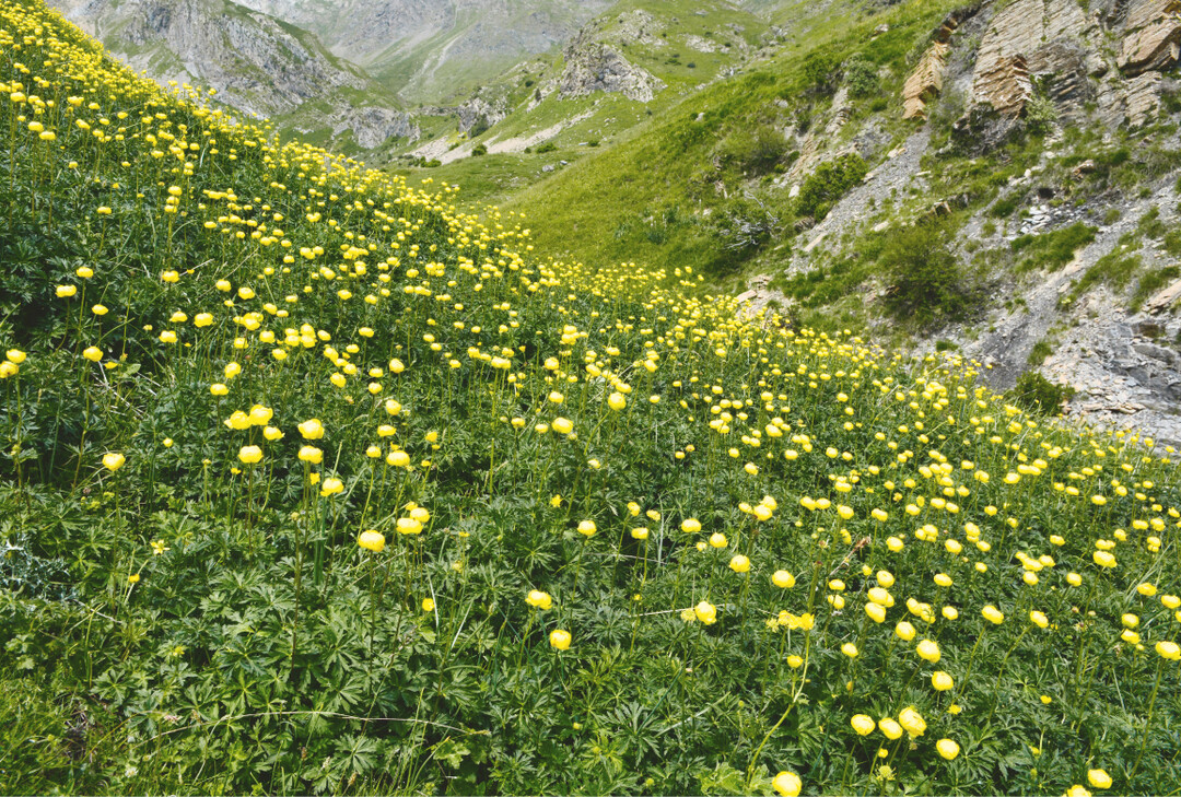  Abb. 3: Die Trollblume (Trollius europaeus ) kann ein Alter von einigen Jahrzehnten erreichen. Bei Populationen des Tieflandes und der Mittelgebirge liegt oft eine Aussterbeschuld vor. Die Pflanzen wachsen hier zwar noch an ihren historischen Standorten, reproduzieren sich aber bedingt durch unzureichende Nutzung und damit zusammenhngend fehlende Keimungsorte nicht mehr. In den Hochgebirgen  wie auf dem Foto aus den Pyrenen  gibt es hingegen aufgrund der Beweidung und dadurch entstehender Strstellen, die eine generative Fortpflanzung der Art begnstigen, hufig noch vitale und regenerationsfhige Populationen. 