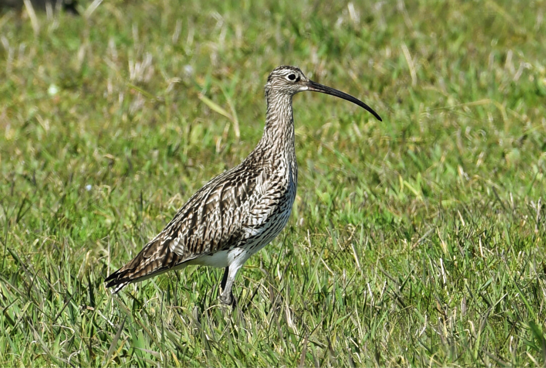  Abb. 4: Der Brachvogel (Numenius arquata ) ist ein Beispiel fr eine Wirbeltierart, bei der oft eine Aussterbeschuld besteht. Die Art kommt aufgrund ihrer Langlebigkeit (oft mehr als zehn Jahre) und Brutorttreue hufig noch lange in einem einst geeigneten Brutgebiet vor, obwohl verschlechterte Lebensraumbedingungen aktuell keine erfolgreiche Reproduktion mehr ermglichen. 