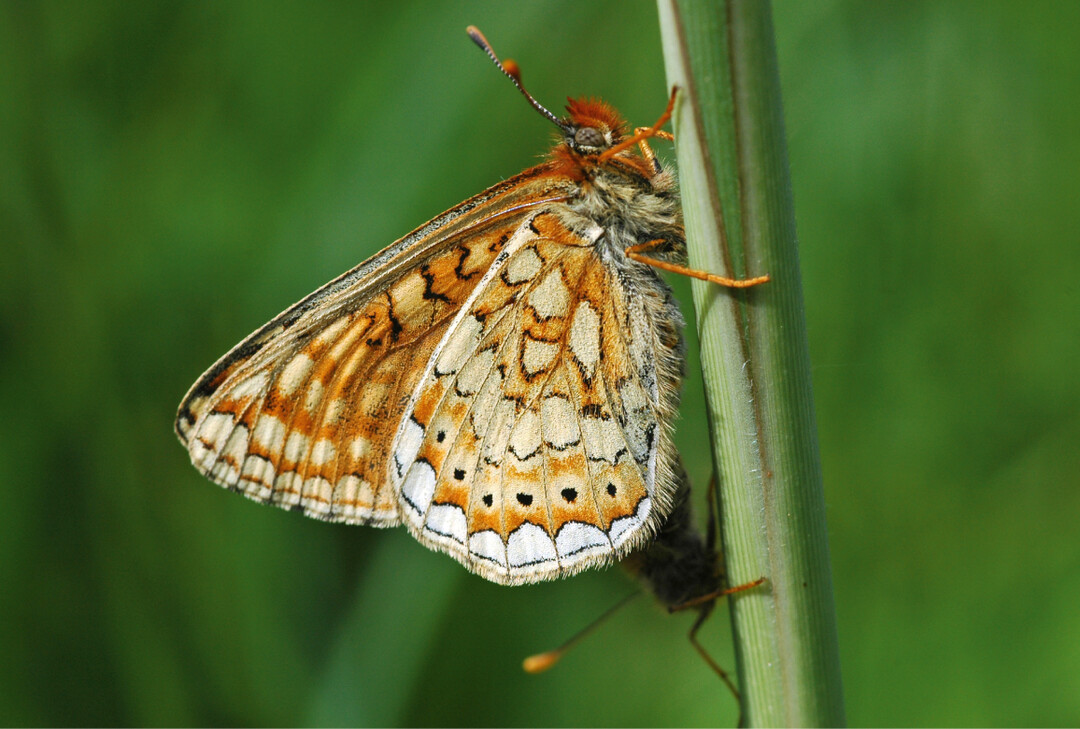  Abb. 5: Bei Populationen des Goldenen Scheckenfalters (Euphydryas aurinia ) kann die Aussterbeschuld 15 bis ber 100 Jahre bestehen bleiben. 