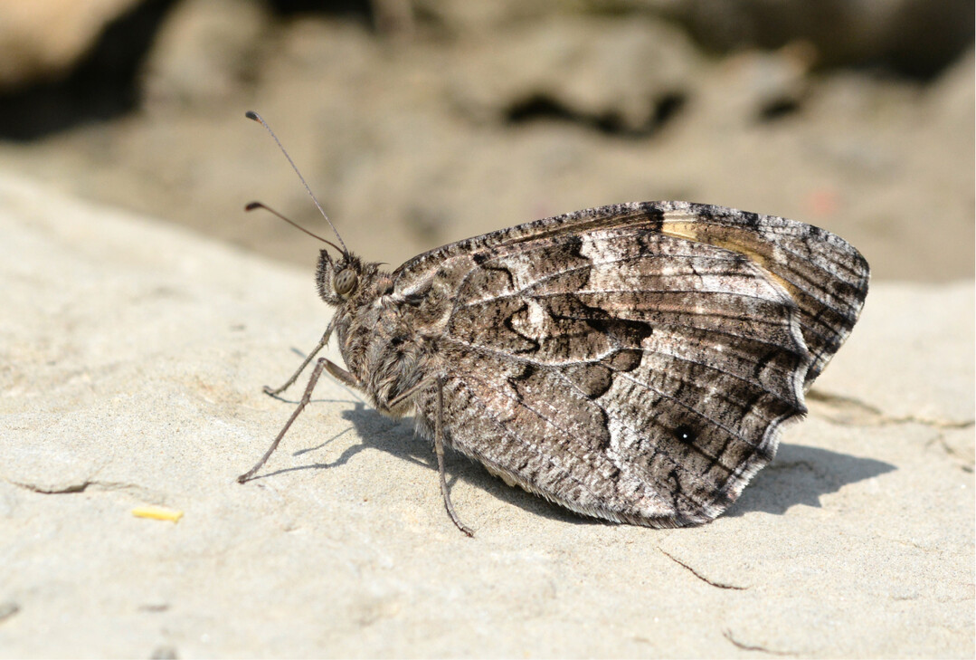  Abb. 6: Die Schrumpfung des Areals der Rostbinde (Hipparchia semele ) erfolgte in den Niederlanden mit einer Zeitverzgerung von 40 Jahren auf die eigentliche Rckgangsursache  der Vernderung der Landnutzung in den 1950er-Jahren. 