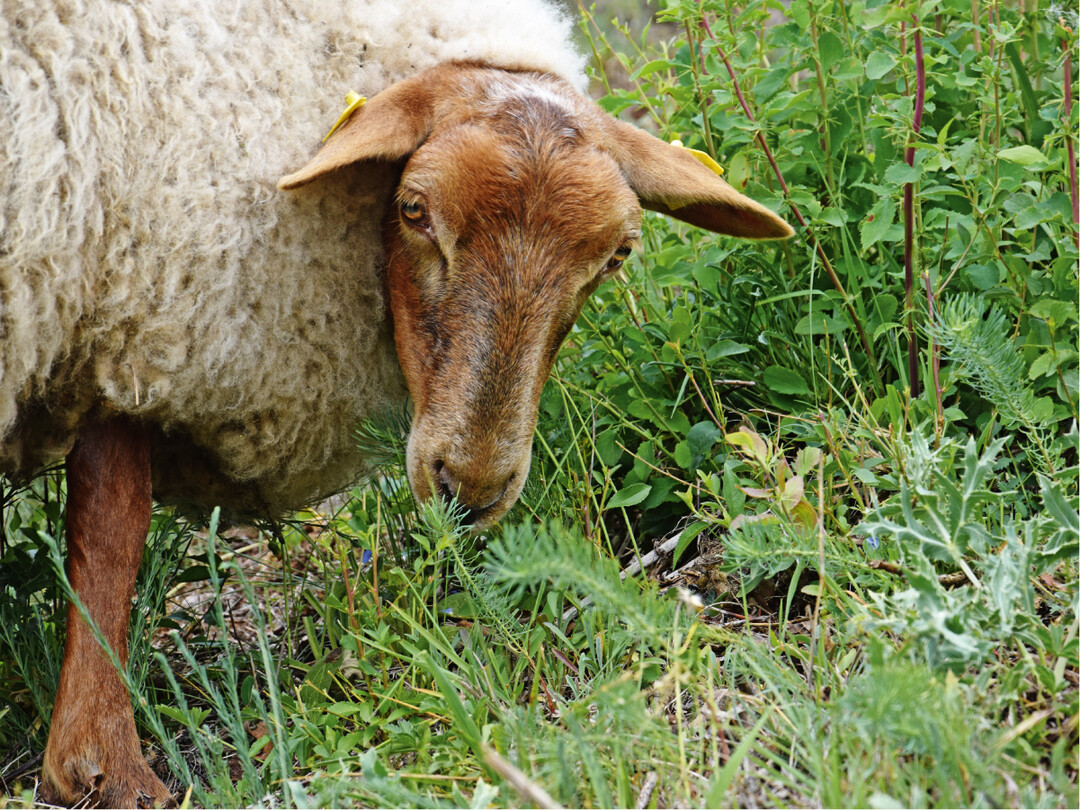  Die Festlegung von Nutzungsbeschrnkungen, zum Beispiel fr die Beweidung von Sandheiden, dient der Umsetzung des Verschlechterungsverbots nach Art. 6 Abs. 2 FFH-RL. 