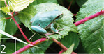 2 Gemeinsam mit Hunderten seiner Geschwister wurde dieser Laubfrosch nach erfolgreicher Aufzucht ausgewildert.