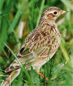 7 Für die Feldlerche setzt SICONA Schutzmaßnahmen um.
