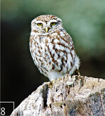 8 Der Steinkauz kann durch das Aufhängen von Steinkauzröhren gefördert werden, wenn natürliche Nistmöglichkeiten fehlen.