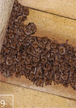 9 Die Wimperfledermaus ist störungsanfällig und benötigt besonderen Schutz.