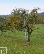 11 Im Winterhalbjahr steht für die SICONA-Mitarbeiter unter anderem die Pflege von Streuobstbäumen auf dem Programm.