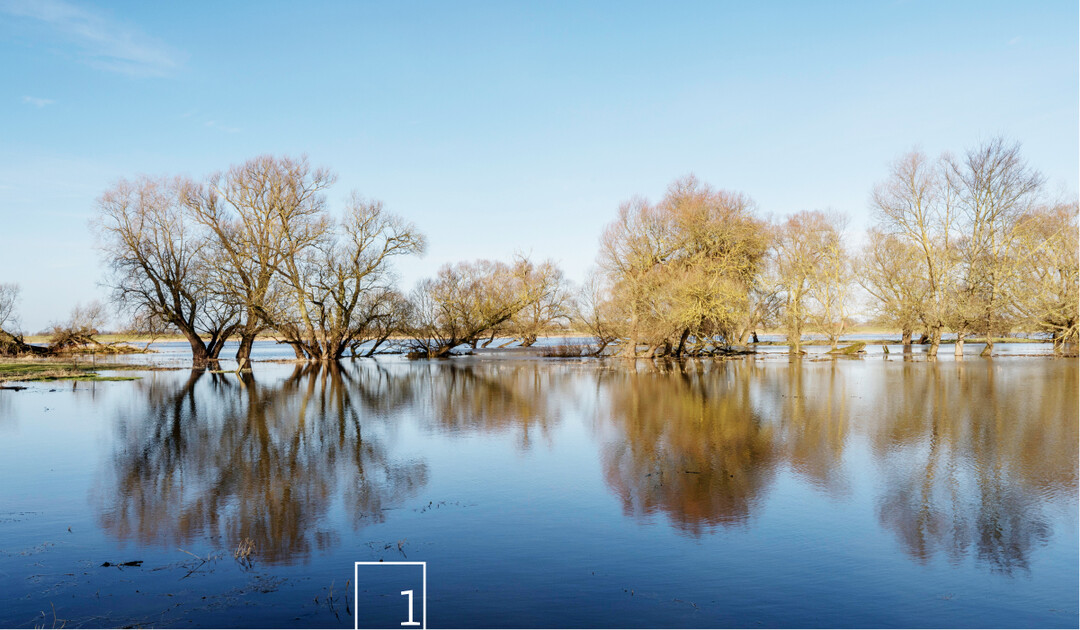  1 Die Auengehlze der Hohen Garbe im Hochwasser 