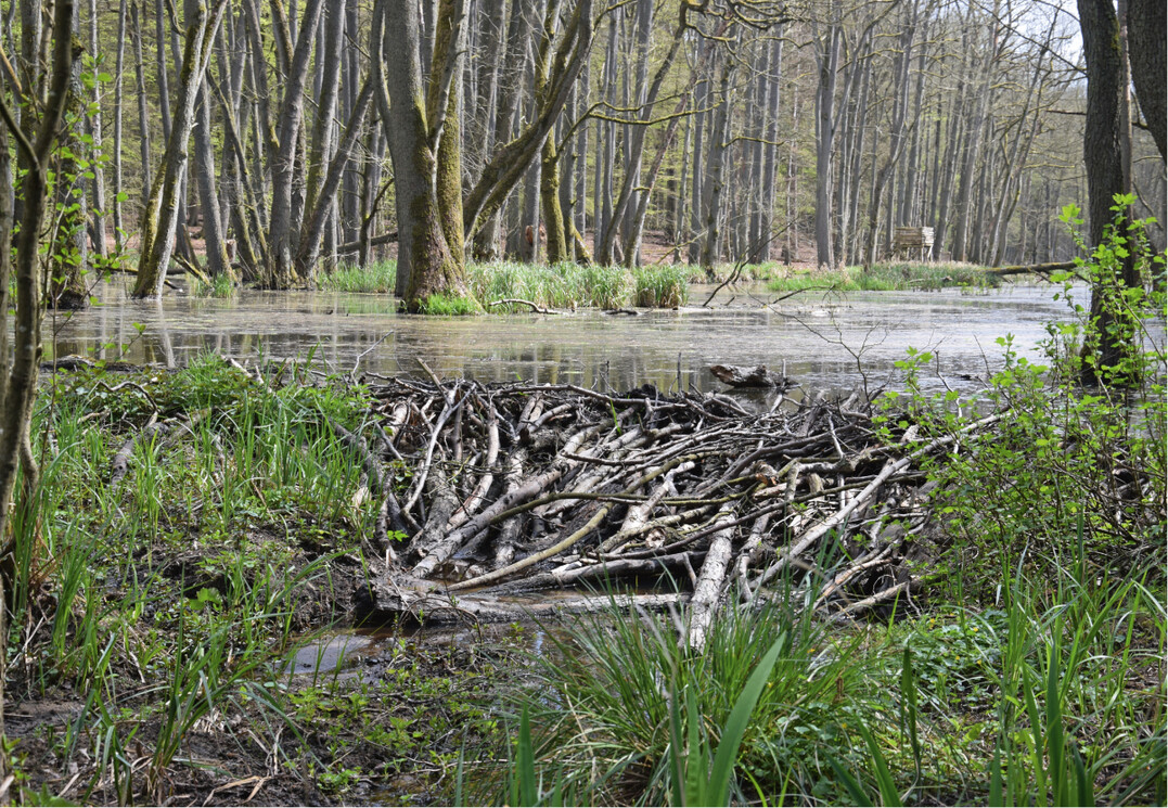Biber sind in der Lage, durch das Aufstauen kleiner Bäche Waldbereiche flächig zu überfluten und so völlig neue Habitate zu schaffen.