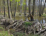 Biberdämme können Breiten von 10 m und mehr überspannen. Bäume im gefluteten Bereich sterben meist ab und bieten Lebensraum für Totholz bewohnende Arten.