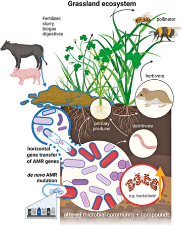 Mikrobiologische Wechselwirkungen im kosystem Grnland