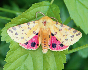 Abb.1:In den Sanderbereichen Mecklenburg-Vorpommerns fliegt der Purpurbr (Diacrisia purpurata).