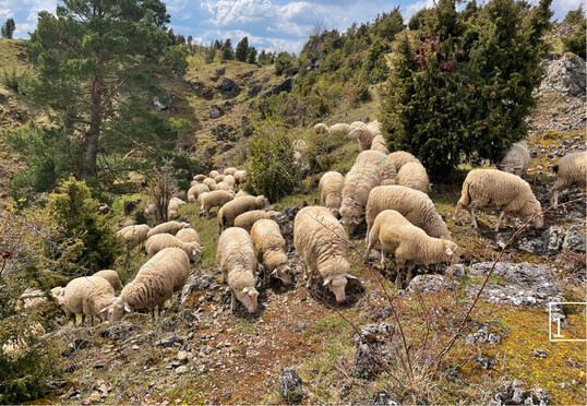 1 Leineschafe in den Kripplchern im Geo-Naturpark Frau-Holle-Land