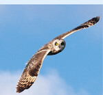 Sumpfohreule(Asio flammeus)