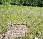 Versuchsaufbau: vegetationsfreie Parzelle (links) mit anliegender Kontrollfläche