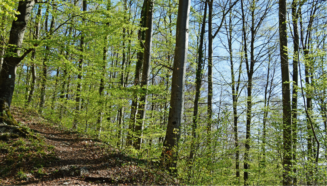Zur Gewinnung von Flächen für den Anbau von Biokraftstoffen werden weltweit Wälder abgeholzt.