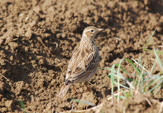 Abb.1: Die Feldlerche gehrt mittlerweile zu den gefhrdeten Arten der Vogelfauna in Luxemburg  Schutzmanahmen sind erforderlich.