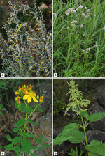 Abb. 2: Beispiele für Pflanzenarten, die als Heilkräuter in der traditionellen Hausmedizin Verwendung finden:A Wermuth (Artemisia absinthium ),B Baldrian (Valeriana officinalis ),C Geflecktes Johanniskraut (Hypericum perforatum ) undD Brennnessel (Urtica dioica ).