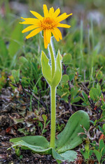 Abb. 4: Die in vielen Bergregionen zu Heilzwecken gesammelte Arnika (Arnica montana ), die allerdings auch durch Sammelaktivitäten in ihrem Bestand gefährdet ist.