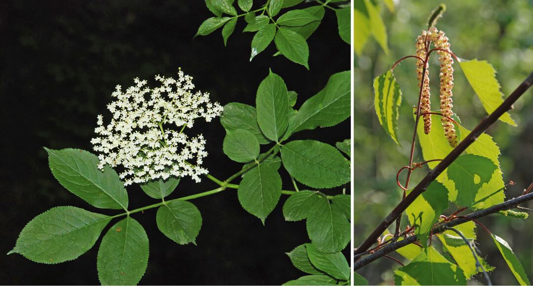 Abb.5: Der Schwarze Holunder (Sambucus nigra , links) und die Birke (Betula pendula , rechts) als Vielzweckpflanzen, deren verschiedene Pflanzenteile als Nahrungsmittel, im Haushalt, in der Hausmedizin, fr kosmetische und spirituelle Zwecke genutzt werden und die als kulturelle Schlsselarten in Sdtirol identifiziert wurden.