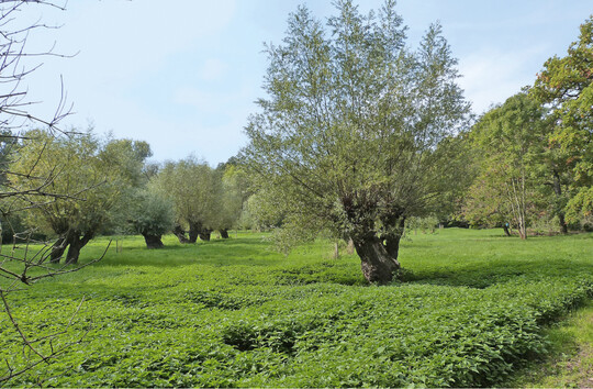 Abb.2: Weiden im FFH-Gebiet Nr. 141 (Saale-, Elster-, Luppe-Aue zwischen Merseburg und Halle) (Catatine (https://commons.wikimedia.org/wiki/File:Rabeninsel_Weiden.JPG), Rabeninsel Weiden (https://creativecommons.org/licenses/by-sa/3.0/ legalcode).