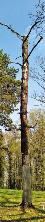 1) Der etwa 11 m hohe Baumtorso einer abgestorbenen Schwarzkiefer in der städtischen Parkanlage an der Frankenwarte in Würzburg – hier noch ohne das Upcycling-Carbon-Exoskelett – weist außergewöhnlich viele Spechthöhlen, Fraß- und Bohrlöcher, abstehende Rindenstücke und andere wichtige Habitatstrukturen für (seltene) Tiere auf und bietet daher besonderes Potenzial zur Förderung der Biodiversität im Park.